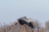 czapla siwa Ardea cinerea