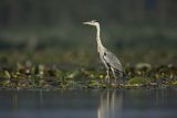 Czapla siwa, Ardea cinerea