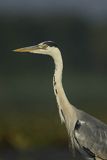 Czapla siwa, Ardea cinerea