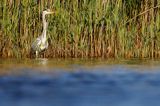 czapla siwa Ardea cinerea