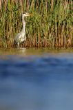 czapla siwa Ardea cinerea