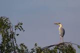 czapla siwa Ardea cinerea