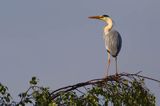 czapla siwa Ardea cinerea