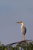 czapla siwa Ardea cinerea