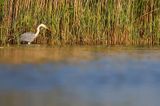 czapla siwa Ardea cinerea