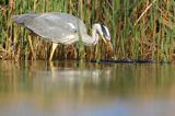 czapla siwa Ardea cinerea