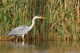 czapla siwa Ardea cinerea