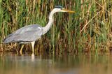 czapla siwa Ardea cinerea