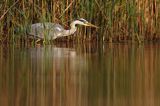 czapla siwa Ardea cinerea