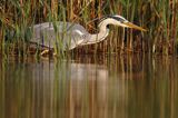 czapla siwa Ardea cinerea