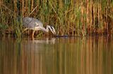 czapla siwa Ardea cinerea