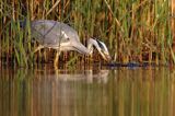 czapla siwa Ardea cinerea