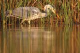 czapla siwa Ardea cinerea