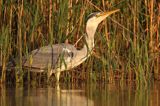 czapla siwa Ardea cinerea