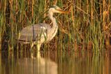 czapla siwa Ardea cinerea