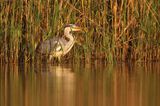 czapla siwa Ardea cinerea