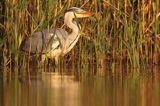 czapla siwa Ardea cinerea