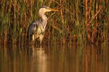 czapla siwa Ardea cinerea