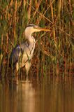 czapla siwa Ardea cinerea