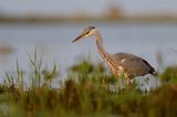 czapla siwa Ardea cinerea