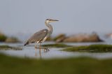 czapla siwa Ardea cinerea