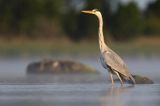 czapla siwa Ardea cinerea