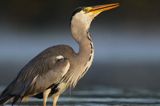 czapla siwa Ardea cinerea