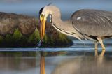 czapla siwa Ardea cinerea