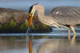 czapla siwa Ardea cinerea