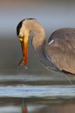 czapla siwa Ardea cinerea