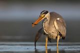 czapla siwa Ardea cinerea