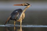 czapla siwa Ardea cinerea