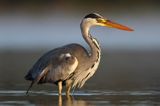 czapla siwa Ardea cinerea