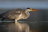 czapla siwa Ardea cinerea