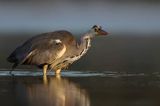 czapla siwa Ardea cinerea