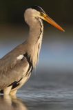 czapla siwa Ardea cinerea