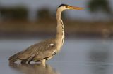 czapla siwa Ardea cinerea