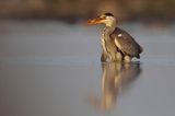 czapla siwa Ardea cinerea