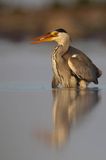 czapla siwa Ardea cinerea