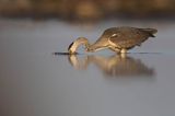 czapla siwa Ardea cinerea