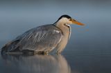 czapla siwa Ardea cinerea