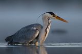 czapla siwa Ardea cinerea