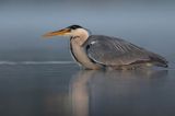 czapla siwa Ardea cinerea