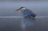 czapla siwa Ardea cinerea