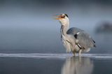 czapla siwa Ardea cinerea