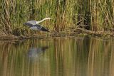 Czapla siwa, Ardea cinerea