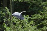 czapla siwa Ardea cinerea