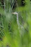 czapla siwa Ardea cinerea
