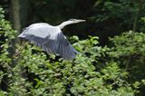 czapla siwa Ardea cinerea
