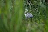 czapla siwa Ardea cinerea